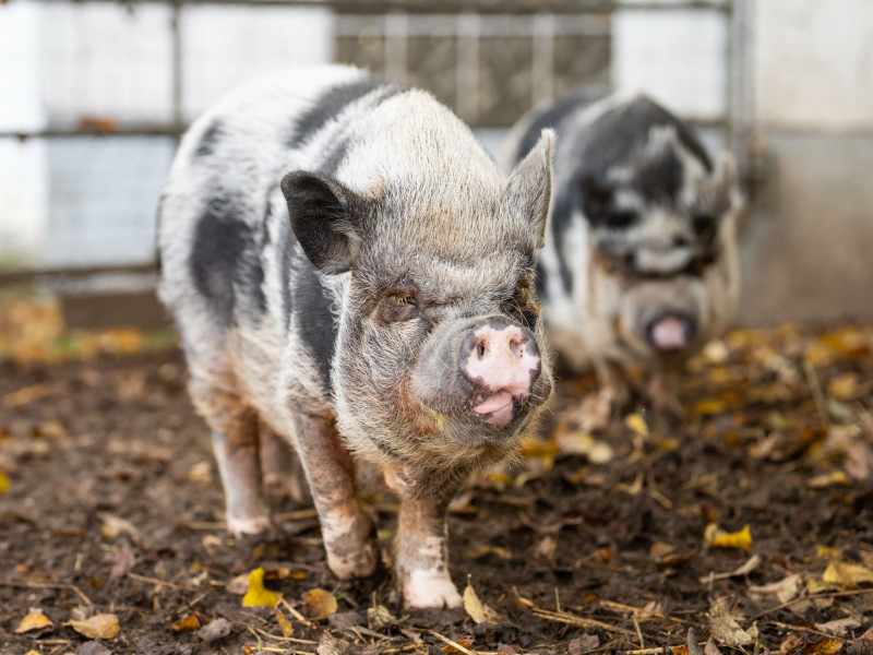 Paulihof-Liese und Lotte