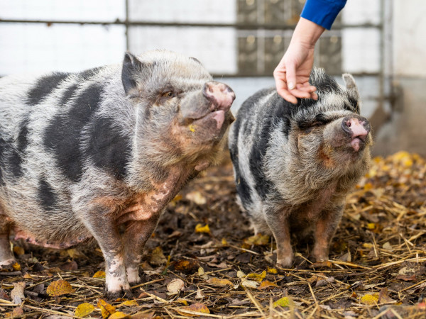 Paulihof-Liese und Lotte
