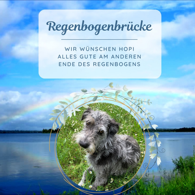 Trauer um Hopi - einen ganz besonderen Hund